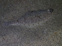 Citharichthys stigmaeus