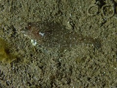 Citharichthys stigmaeus