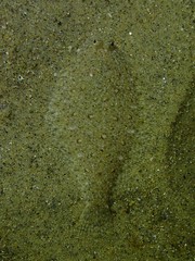 Citharichthys stigmaeus