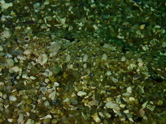 Citharichthys stigmaeus