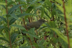 Acrocephalus palustris