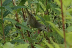 Acrocephalus palustris