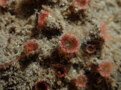 Microzoanthus