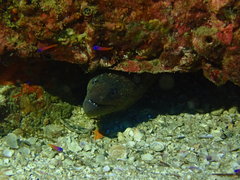 Gymnothorax mordax
