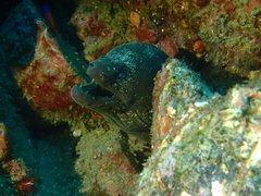 Gymnothorax mordax