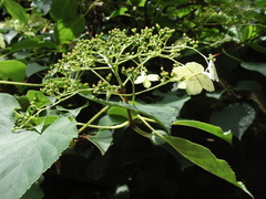 Magnoliopsida