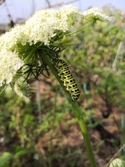 Papilio machaon hippocrates