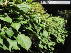 Magnoliopsida