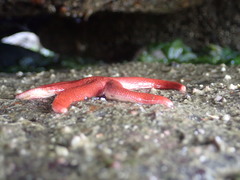 Henricia leviuscula