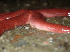 Henricia leviuscula