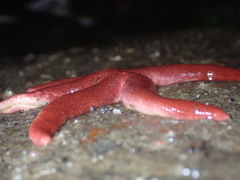 Henricia leviuscula