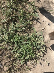 Chenopodium novopokrovskyanum