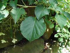 Magnoliopsida