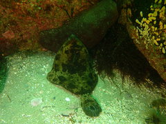 Pleuronichthys coenosus