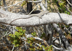 Urosaurus graciosus