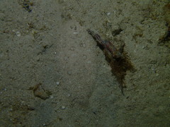 Heteromycteris hartzfeldii