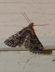Alucita montana