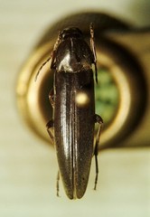 Enchodes sericea