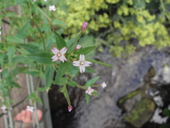 Epilobium
