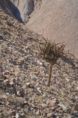 Browningia candelaris