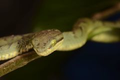 Craspedocephalus gramineus