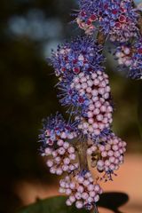 Memecylon umbellatum