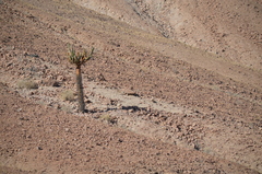 Browningia candelaris