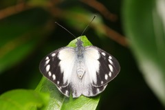 Delias nysa