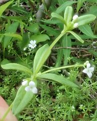 Galium trifidum columbianum