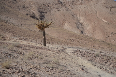 Browningia candelaris