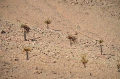 Browningia candelaris