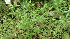 Galium trifidum columbianum