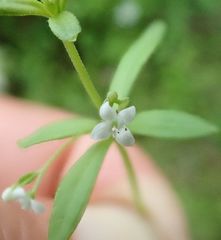 Galium trifidum columbianum