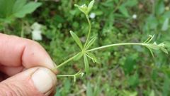 Galium trifidum columbianum