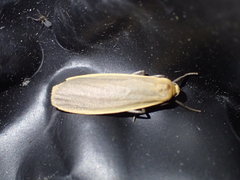 Eilema depressa
