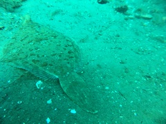 Pleuronichthys ritteri