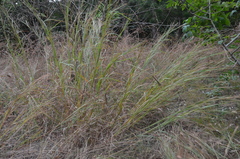 Chrysopogon sylvaticus