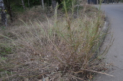 Chrysopogon sylvaticus