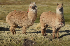 Alpaca photo 3