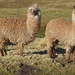 Alpaca - Photo (c) brian steven, some rights reserved (CC BY-NC), uploaded by brian steven