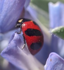 Coccinella monticola