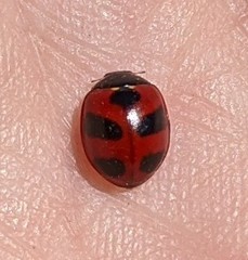 Coccinella monticola