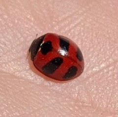 Coccinella monticola