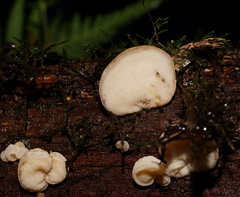 Gloeoporus phlebophorus