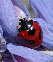 Coccinella monticola