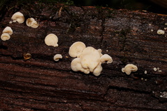 Gloeoporus phlebophorus