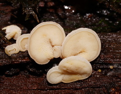 Gloeoporus phlebophorus