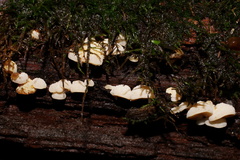 Gloeoporus phlebophorus