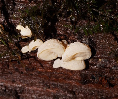 Gloeoporus phlebophorus