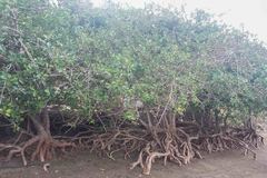 Excoecaria agallocha